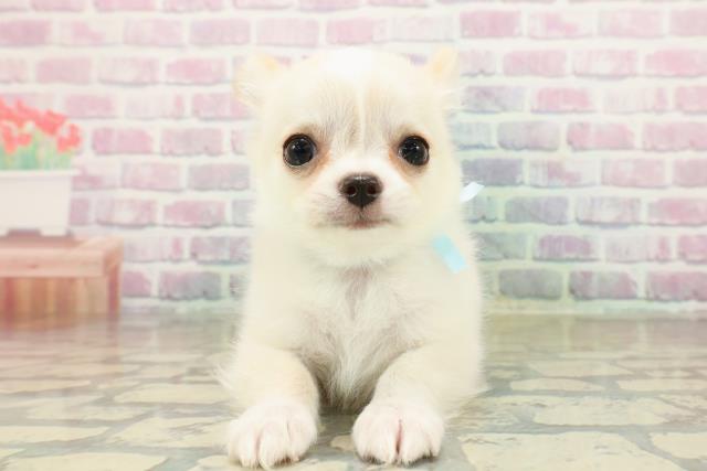 東京都のチワワ(ロング) (Coo&RIKU江戸川店/2025年10月24日生まれ/男の子/クリームホワイト)の子犬の1枚目の画像