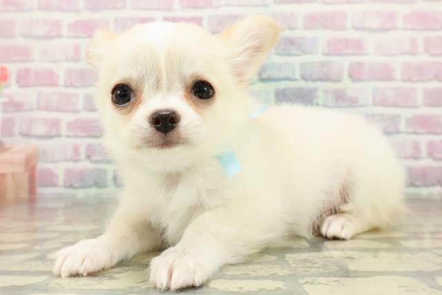 東京都のチワワ(ロング) (Coo&RIKU江戸川店/2025年10月24日生まれ/男の子/クリームホワイト)の子犬の2枚目の画像