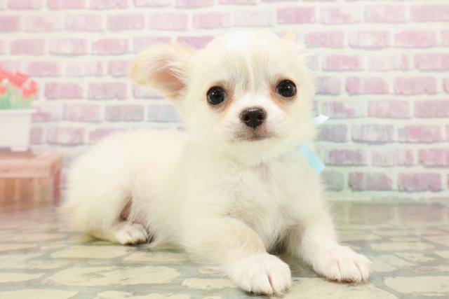 東京都のチワワ(ロング) (Coo&RIKU江戸川店/2025年10月24日生まれ/男の子/クリームホワイト)の子犬の3枚目の画像