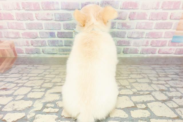 東京都のチワワ(ロング) (Coo&RIKU江戸川店/2025年10月24日生まれ/男の子/クリームホワイト)の子犬の4枚目の画像