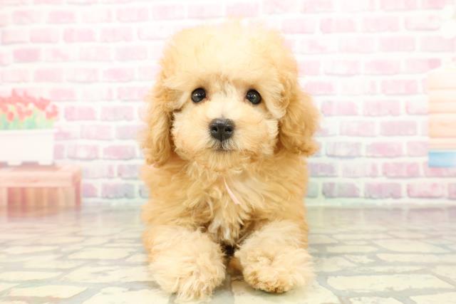 愛知県のトイプードル(トイ) (Coo&RIKU名古屋みなと店/2025年10月13日生まれ/女の子/アプリコット)の子犬の1枚目の画像