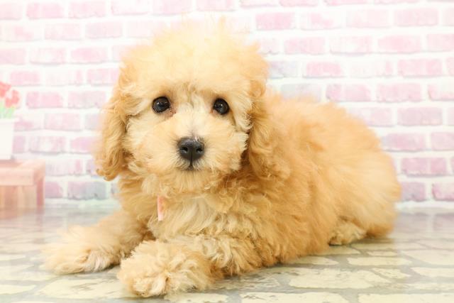 愛知県のトイプードル(トイ) (Coo&RIKU名古屋みなと店/2025年10月13日生まれ/女の子/アプリコット)の子犬の2枚目の画像