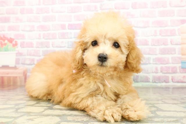 愛知県のトイプードル(トイ) (Coo&RIKU名古屋みなと店/2025年10月13日生まれ/女の子/アプリコット)の子犬の3枚目の画像