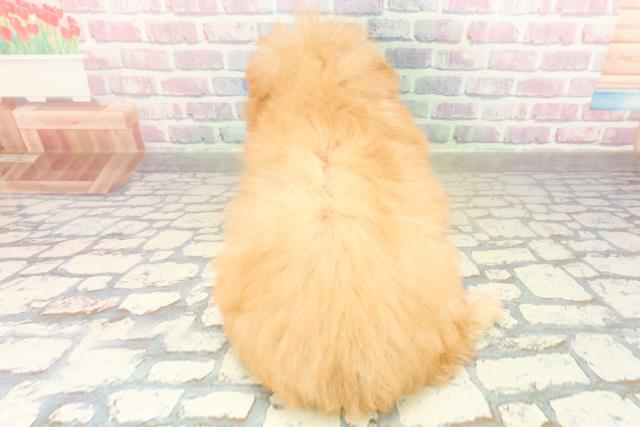 愛知県のトイプードル(トイ) (Coo&RIKU名古屋みなと店/2025年10月13日生まれ/女の子/アプリコット)の子犬の4枚目の画像