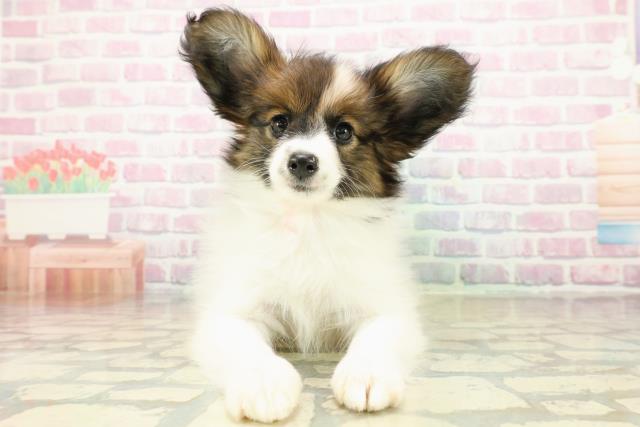 千葉県のパピヨン (Coo&RIKUフレスポ稲毛店/2025年10月16日生まれ/女の子/ホワイトブラウン)の子犬の1枚目の画像