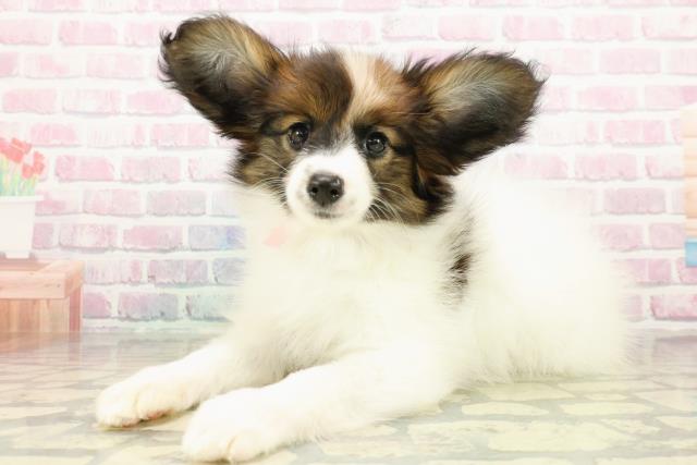 千葉県のパピヨン (Coo&RIKUフレスポ稲毛店/2025年10月16日生まれ/女の子/ホワイトブラウン)の子犬の2枚目の画像