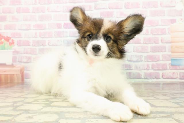 千葉県のパピヨン (Coo&RIKUフレスポ稲毛店/2025年10月16日生まれ/女の子/ホワイトブラウン)の子犬の3枚目の画像