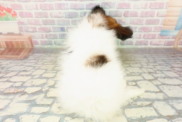 千葉県のパピヨン (Coo&RIKUフレスポ稲毛店/2025年10月16日生まれ/女の子/ホワイトブラウン)の子犬の4枚目の画像