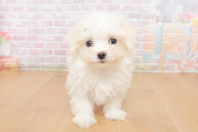 青森県のマルチーズ (Coo&RIKU弘前店/2025年10月20日生まれ/女の子/ホワイト)の子犬の1枚目の画像