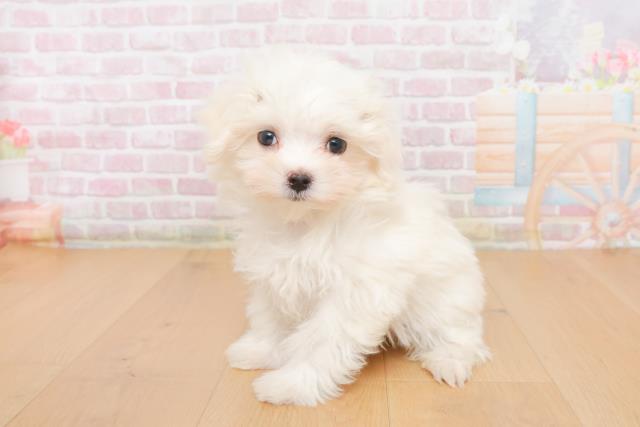 青森県のマルチーズ (Coo&RIKU弘前店/2025年10月20日生まれ/女の子/ホワイト)の子犬の2枚目の画像