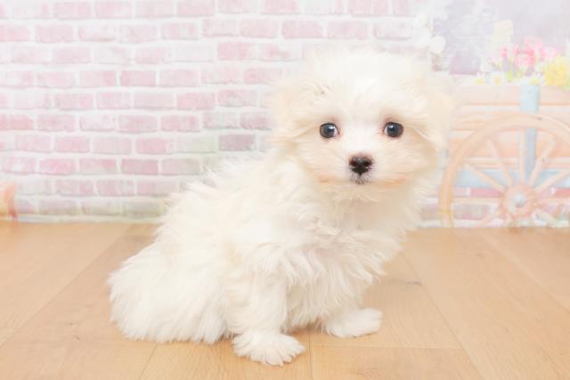 青森県のマルチーズ (Coo&RIKU弘前店/2025年10月20日生まれ/女の子/ホワイト)の子犬の3枚目の画像