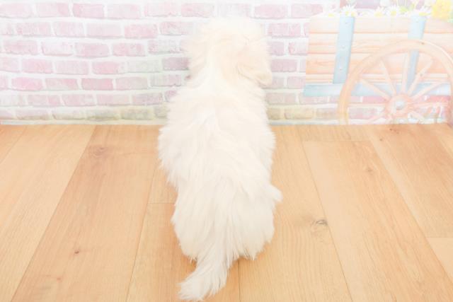 青森県のマルチーズ (Coo&RIKU弘前店/2025年10月20日生まれ/女の子/ホワイト)の子犬の4枚目の画像