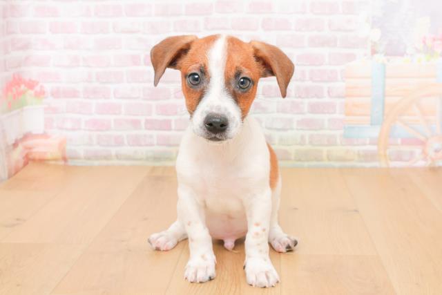 福島県のジャックラッセルテリア (Coo&RIKUいわき店/2025年10月20日生まれ/男の子/ホワイトタン)の子犬の1枚目の画像