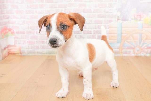 福島県のジャックラッセルテリア (Coo&RIKUいわき店/2025年10月20日生まれ/男の子/ホワイトタン)の子犬の2枚目の画像