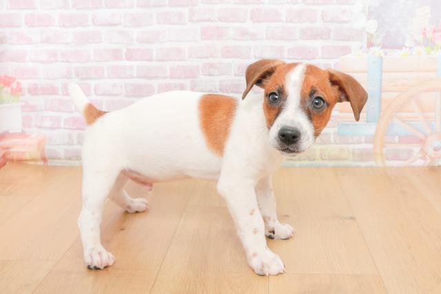 福島県のジャックラッセルテリア (Coo&RIKUいわき店/2025年10月20日生まれ/男の子/ホワイトタン)の子犬の3枚目の画像