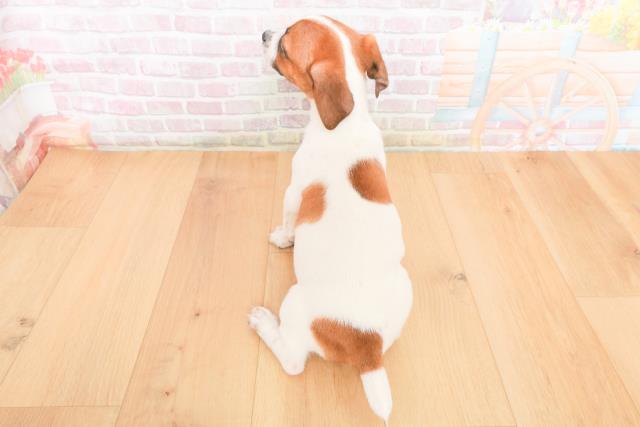 福島県のジャックラッセルテリア (Coo&RIKUいわき店/2025年10月20日生まれ/男の子/ホワイトタン)の子犬の4枚目の画像