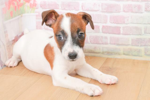 宮城県のジャックラッセルテリア (Coo&RIKU仙台太白店/2025年10月20日生まれ/女の子/ホワイトタン)の子犬