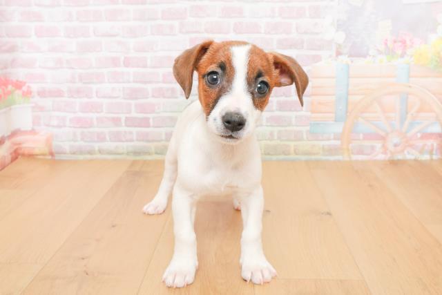 ジャックラッセルテリア