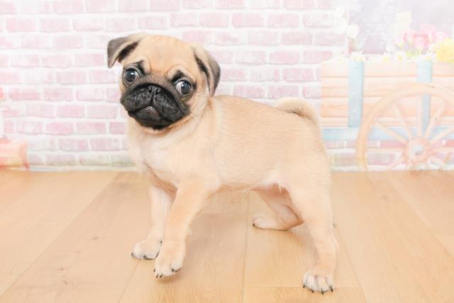 岩手県のパグ (Coo&RIKU一関店/2025年10月21日生まれ/女の子/フォーン)の子犬の2枚目の画像