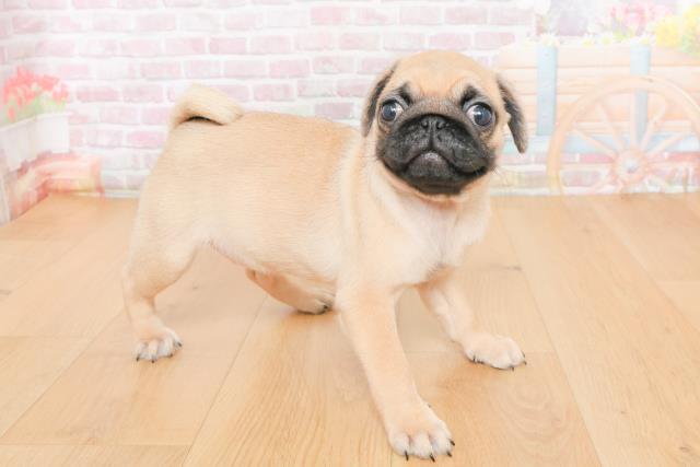 岩手県のパグ (Coo&RIKU一関店/2025年10月21日生まれ/女の子/フォーン)の子犬の3枚目の画像