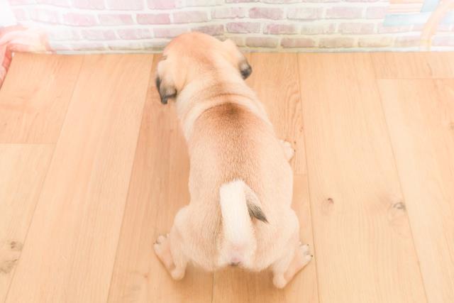 岩手県のパグ (Coo&RIKU一関店/2025年10月21日生まれ/女の子/フォーン)の子犬の4枚目の画像