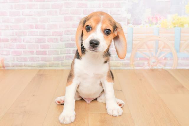 青森県のビーグル (Coo&RIKU八戸店/2025年10月21日生まれ/男の子/ブラックタンホワイト)の子犬の1枚目の画像