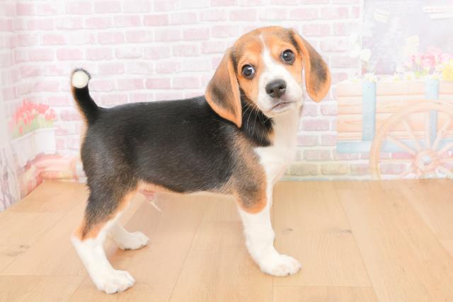 青森県のビーグル (Coo&RIKU八戸店/2025年10月21日生まれ/男の子/ブラックタンホワイト)の子犬の2枚目の画像