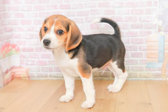 青森県のビーグル (Coo&RIKU八戸店/2025年10月21日生まれ/男の子/ブラックタンホワイト)の子犬の3枚目の画像