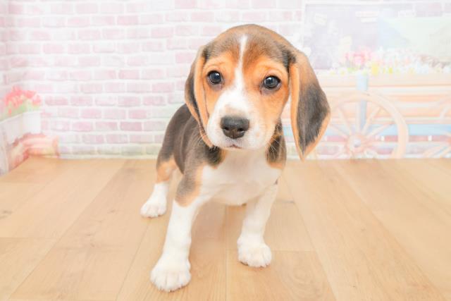岩手県のビーグル (Coo&RIKU岩手盛岡店/2025年10月21日生まれ/男の子/ブラックタンホワイト)の子犬の1枚目の画像