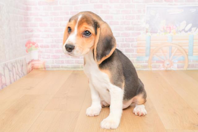 岩手県のビーグル (Coo&RIKU岩手盛岡店/2025年10月21日生まれ/男の子/ブラックタンホワイト)の子犬の2枚目の画像