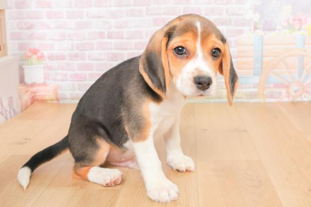 岩手県のビーグル (Coo&RIKU岩手盛岡店/2025年10月21日生まれ/男の子/ブラックタンホワイト)の子犬の3枚目の画像