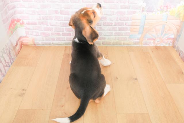 岩手県のビーグル (Coo&RIKU岩手盛岡店/2025年10月21日生まれ/男の子/ブラックタンホワイト)の子犬の4枚目の画像
