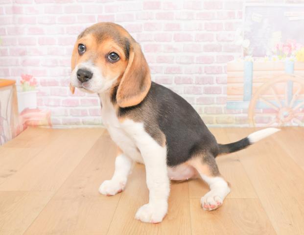 宮城県のビーグル (Coo&RIKU仙台太白店/2025年10月21日生まれ/女の子/ブラックタンホワイト)の子犬