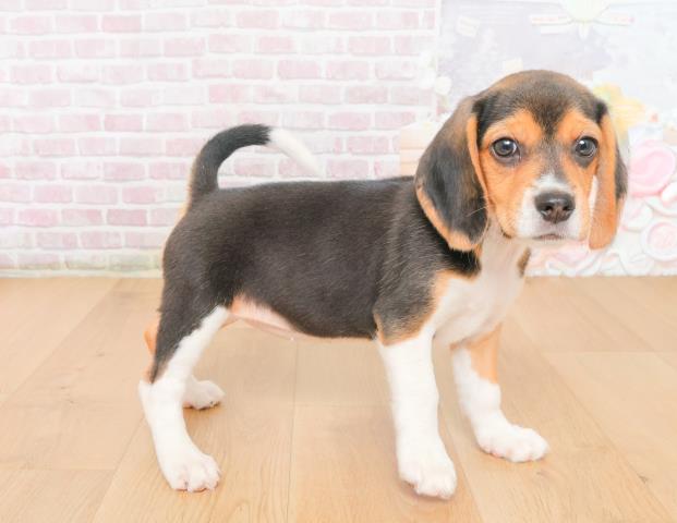 福島県のビーグル (Coo&RIKU郡山店/2025年10月21日生まれ/女の子/ブラックタンホワイト)の子犬の1枚目の画像