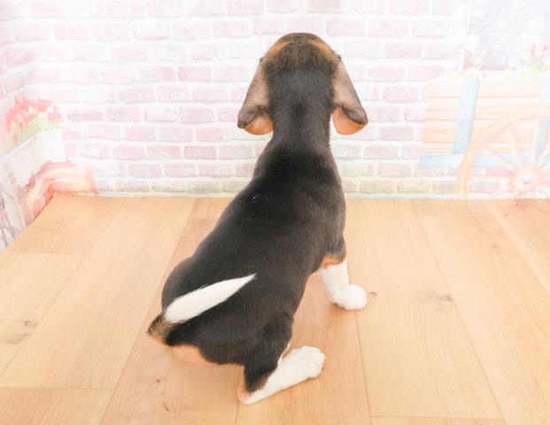 福島県のビーグル (Coo&RIKU郡山店/2025年10月21日生まれ/女の子/ブラックタンホワイト)の子犬の3枚目の画像