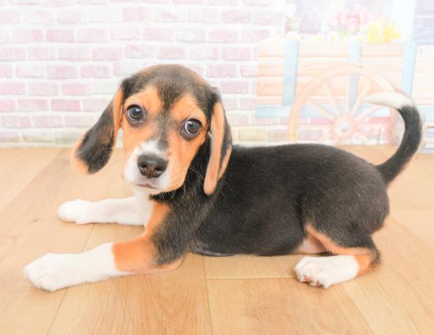 福島県のビーグル (Coo&RIKU郡山店/2025年10月21日生まれ/女の子/ブラックタンホワイト)の子犬の4枚目の画像