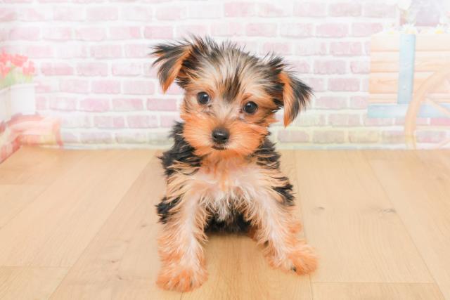 岩手県のヨークシャーテリア (Coo&RIKU岩手盛岡店/2025年10月21日生まれ/男の子/スチールブルータン)の子犬の1枚目の画像