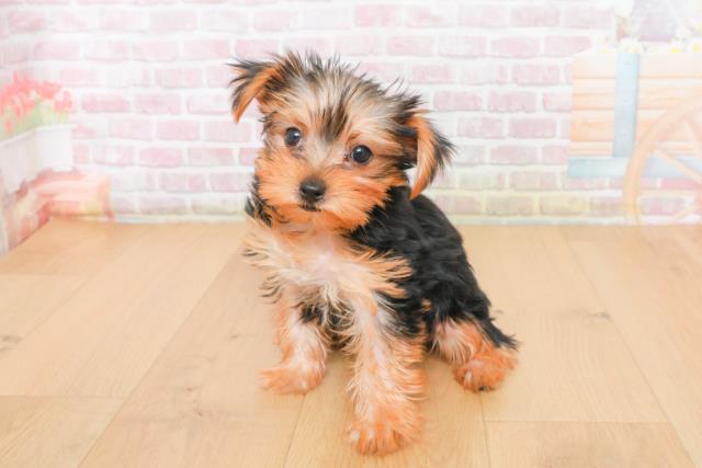 岩手県のヨークシャーテリア (Coo&RIKU岩手盛岡店/2025年10月21日生まれ/男の子/スチールブルータン)の子犬の2枚目の画像