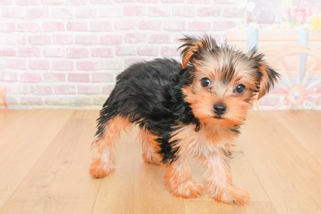 岩手県のヨークシャーテリア (Coo&RIKU岩手盛岡店/2025年10月21日生まれ/男の子/スチールブルータン)の子犬の3枚目の画像