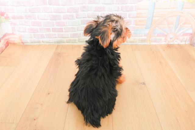 岩手県のヨークシャーテリア (Coo&RIKU岩手盛岡店/2025年10月21日生まれ/男の子/スチールブルータン)の子犬の4枚目の画像