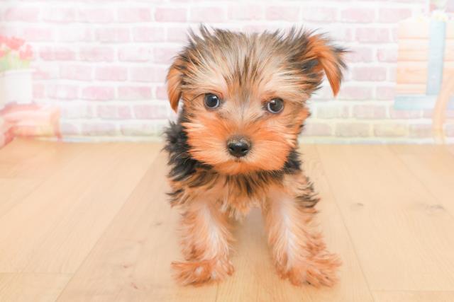 岩手県のヨークシャーテリア (Coo&RIKU一関店/2025年10月21日生まれ/男の子/スチールブルータン)の子犬の1枚目の画像