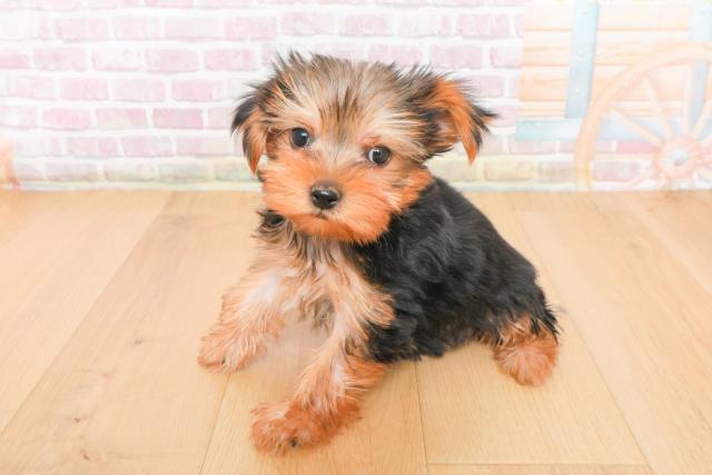 岩手県のヨークシャーテリア (Coo&RIKU一関店/2025年10月21日生まれ/男の子/スチールブルータン)の子犬の2枚目の画像