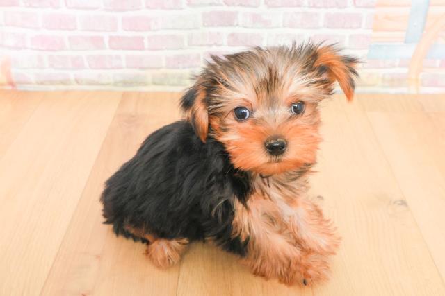 岩手県のヨークシャーテリア (Coo&RIKU一関店/2025年10月21日生まれ/男の子/スチールブルータン)の子犬の3枚目の画像