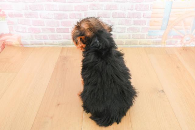 岩手県のヨークシャーテリア (Coo&RIKU一関店/2025年10月21日生まれ/男の子/スチールブルータン)の子犬の4枚目の画像