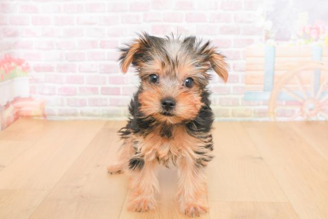 宮城県のヨークシャーテリア (Coo&RIKU石巻店/2025年10月21日生まれ/女の子/スチールブルータン)の子犬