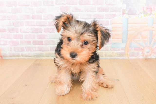 福島県のヨークシャーテリア (Coo&RIKUいわき店/2025年10月21日生まれ/女の子/スチールブルータン)の子犬の1枚目の画像