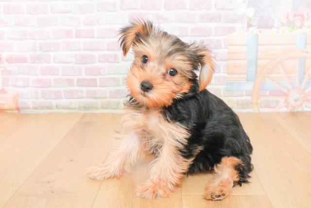 福島県のヨークシャーテリア (Coo&RIKUいわき店/2025年10月21日生まれ/女の子/スチールブルータン)の子犬の2枚目の画像