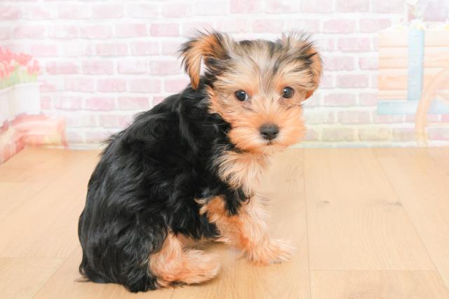 福島県のヨークシャーテリア (Coo&RIKUいわき店/2025年10月21日生まれ/女の子/スチールブルータン)の子犬の3枚目の画像