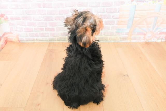 福島県のヨークシャーテリア (Coo&RIKUいわき店/2025年10月21日生まれ/女の子/スチールブルータン)の子犬の4枚目の画像