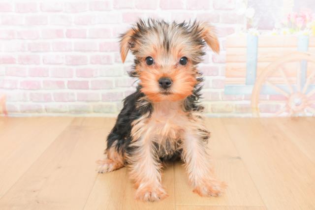 ヨークシャーテリア